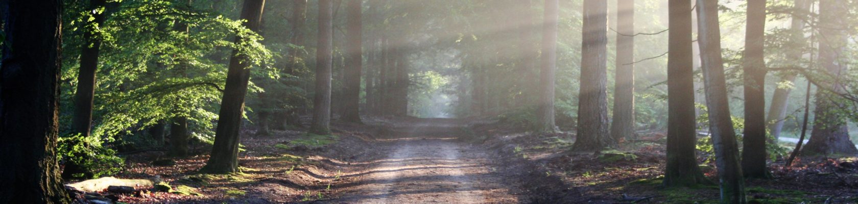 Strada in mezzo al bosco