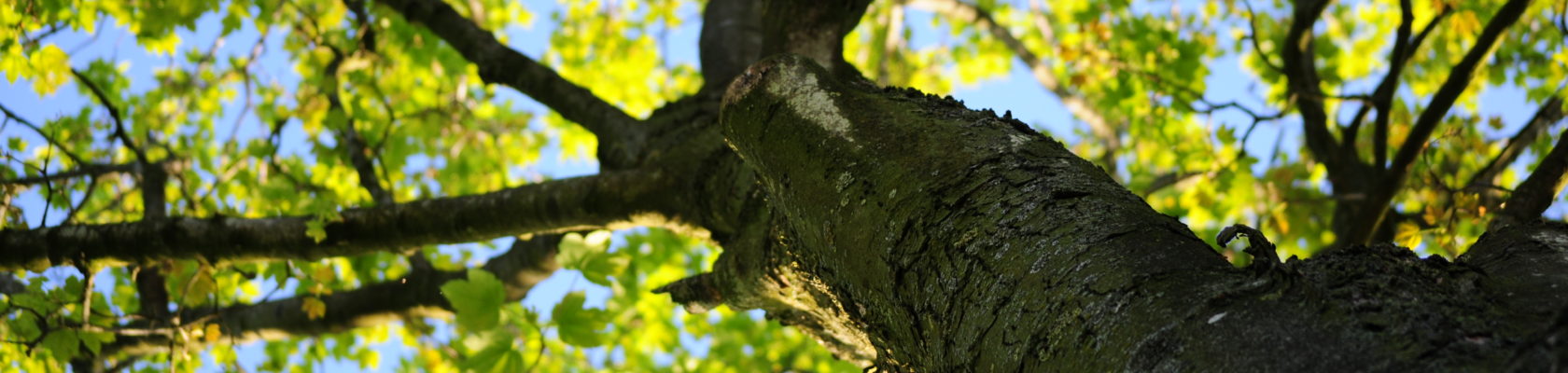 Albero visto dal basso